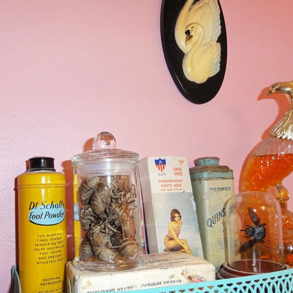 Glass Apothecary Oddity Jar with 13 Large Cicada Skins curiosity witchy goth - Picture 9 of 12